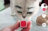 揭秘猫咪抖阴快手：如何让你的猫咪变得更加活泼可爱