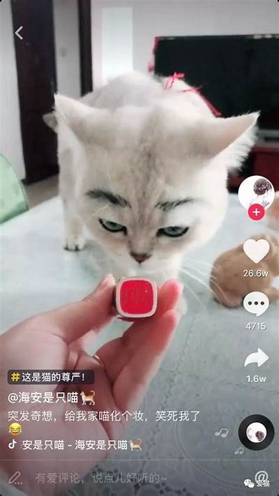 揭秘猫咪抖阴快手：如何让你的猫咪变得更加活泼可爱